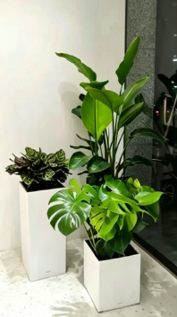 奉化花卉租赁商怎么挑选？内行经验分享